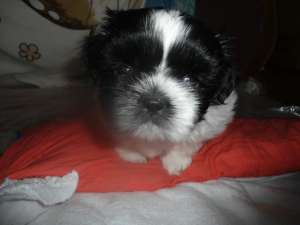 vand pui de Shih-tzu