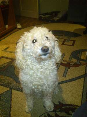 Caniche monta