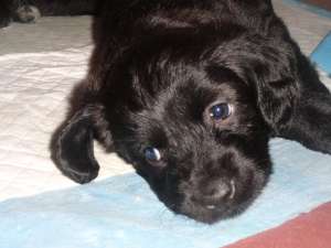 vand metis caniche