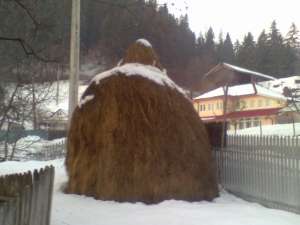 f�naț de v�nzare