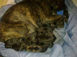 vand pui cane corso mici