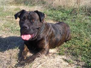 vand pui cane corso mici
