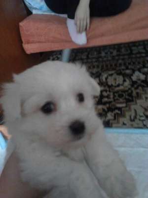 bichon maltese