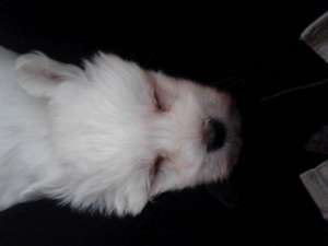 bichon maltese