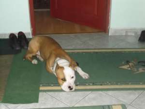 ofer amstaff pentru monta mascul