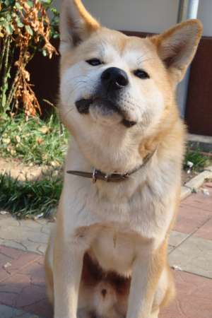 Mascul Akita Inu. Aspect Ireprosabil,  hranit si vitaminizat conform standardelor,  CAUT FEMELA PENT