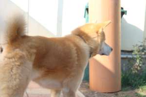 Mascul Akita Inu. Aspect Ireprosabil,  hranit si vitaminizat conform standardelor,  CAUT FEMELA PENT