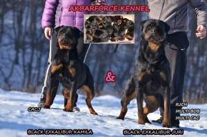 canisa akbarforce vinde pui rottweiler cu pedigree