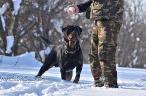 canisa akbarforce vinde pui rottweiler cu pedigree