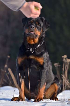 canisa akbarforce vinde pui rottweiler cu pedigree