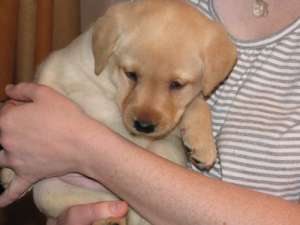 de vanzare pui labrador ret. cu pedigree