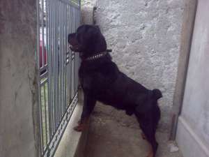 Ofer rottweiler la monta