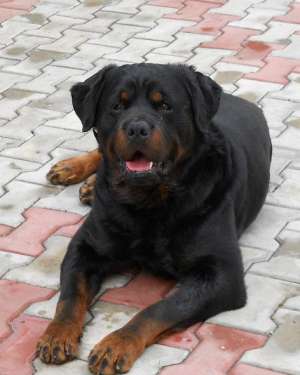 Ofer rottweiler la monta