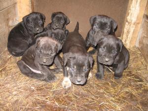 Vand pui Cane Corso