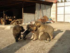 CIOBANESC CAUCAZIAN