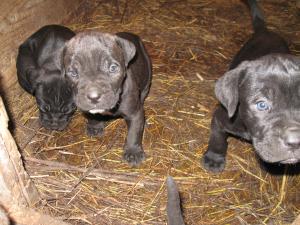 Vand pui Cane Corso