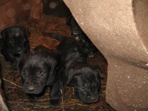Vand pui Cane Corso