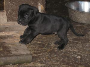 Vand pui Cane Corso