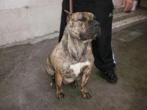 catei de pero de presa canario