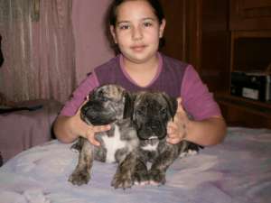 catei de pero de presa canario