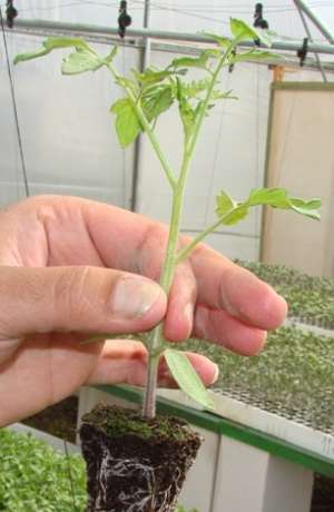 vand rasad legume