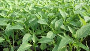 vand rasad legume