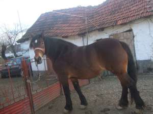 Iapa semigrea