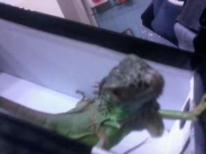 iguana verde