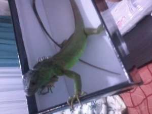 iguana verde