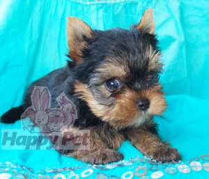 VAND CAINI YORKSHIRE TERRIER TOY BUCURESTI