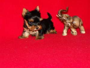VAND CAINI YORKSHIRE TERRIER TOY BUCURESTI