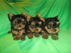 VAND CAINI YORKSHIRE TERRIER TOY BUCURESTI