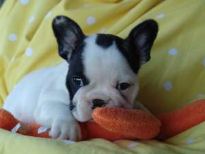 VAND CAINI BULLDOG FRANCEZ BUCURESTI BRASOV IASI CONSTANTA