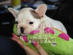VAND CAINI BULLDOG FRANCEZ BUCURESTI BRASOV IASI CONSTANTA