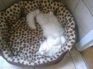 angora turceasca