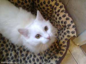 angora turceasca