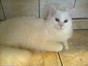 angora turceasca