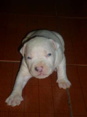 VAND PUII AMSTAFF