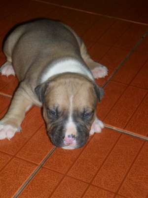 VAND PUII AMSTAFF