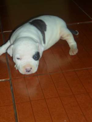 VAND PUII AMSTAFF