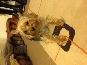 mascul yorkshier terrier cu numele de papi care cauta o femela pt imperechere