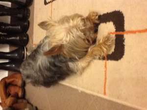 mascul yorkshier terrier cu numele de papi care cauta o femela pt imperechere