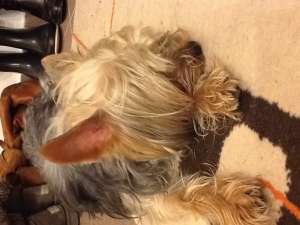 mascul yorkshier terrier cu numele de papi care cauta o femela pt imperechere
