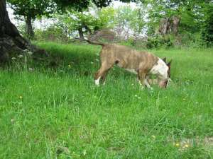 Vand femela bullterrier