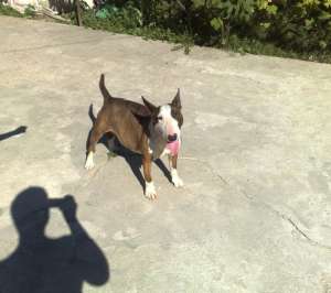 Vand femela bullterrier