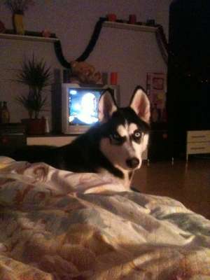 Vand Husky Siberian 9 luni