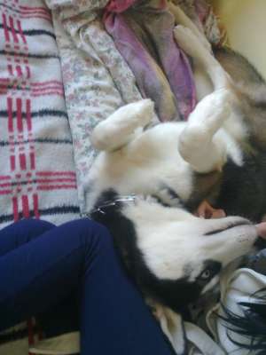 Vand Husky Siberian 9 luni