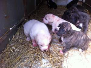 vand catei cane corso