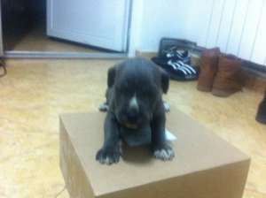 vand catei cane corso