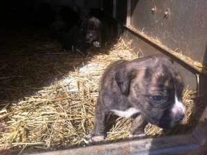 vand catei cane corso